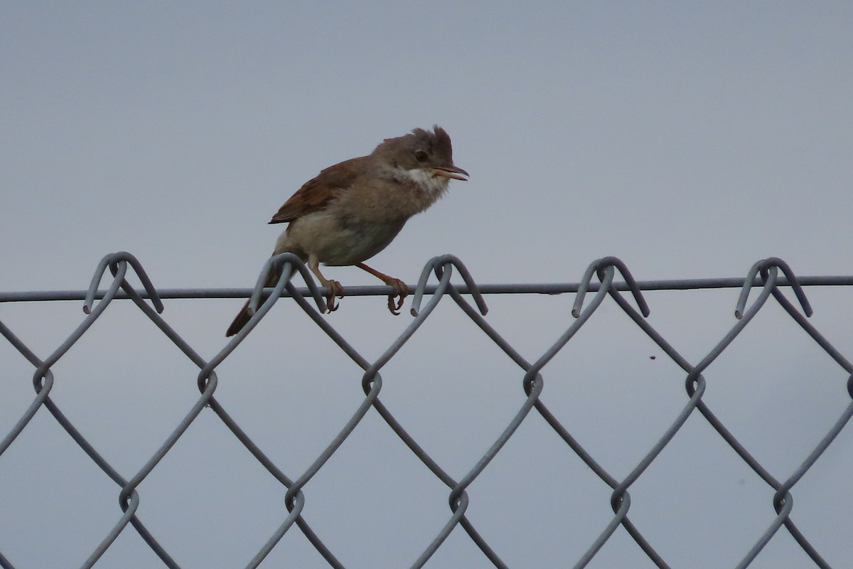 pěnice hnědokřídlá - ML641783503