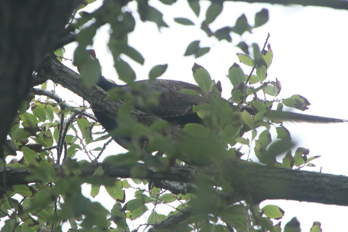 Green Pheasant - ML641783508