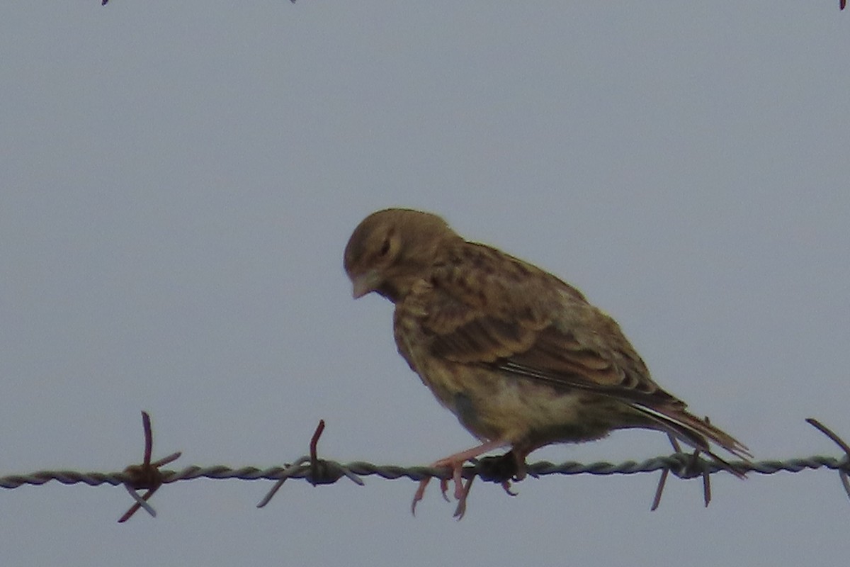 konopka obecná - ML641783511