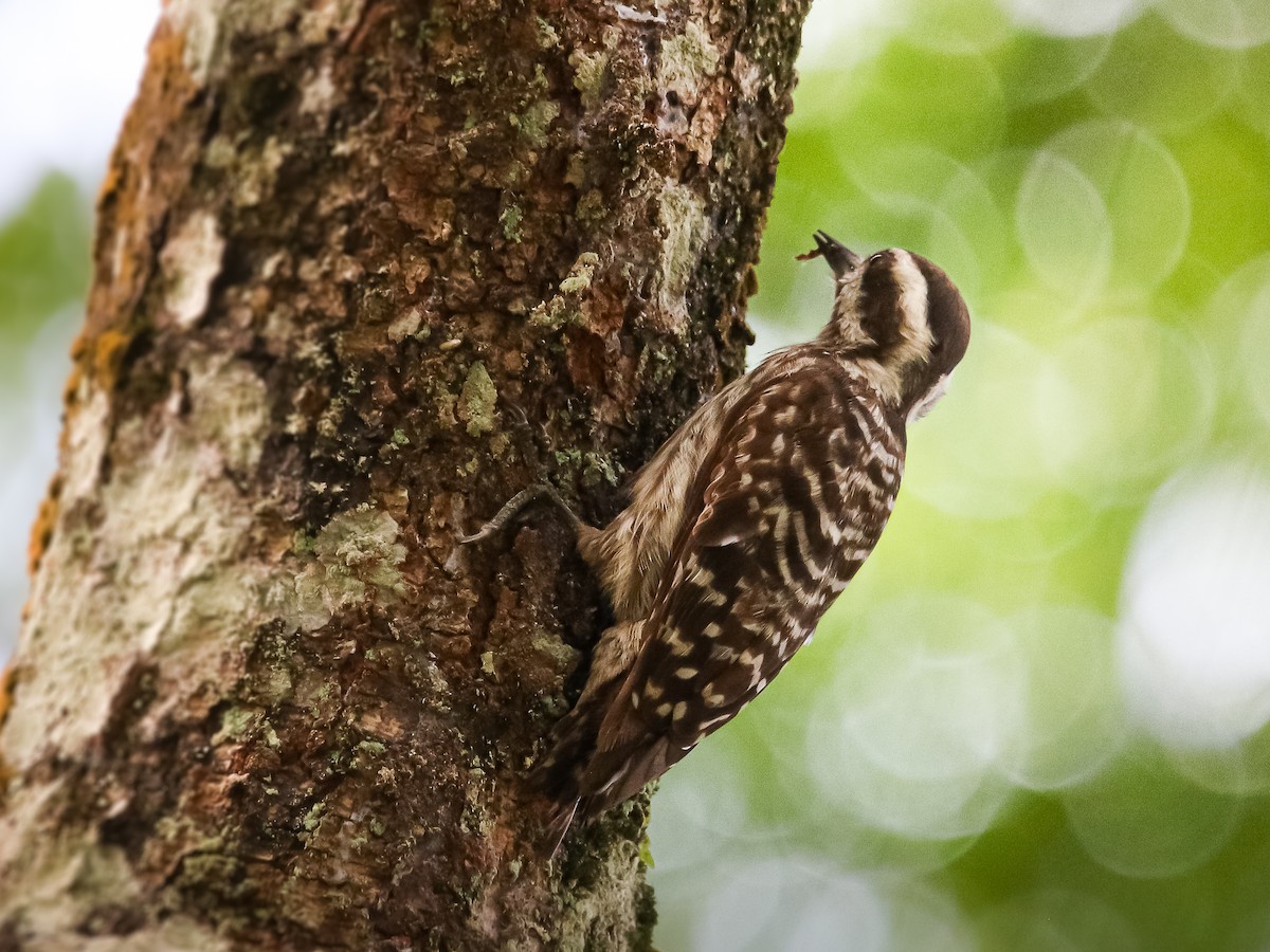Sunda Pygmy Woodpecker - ML641783519