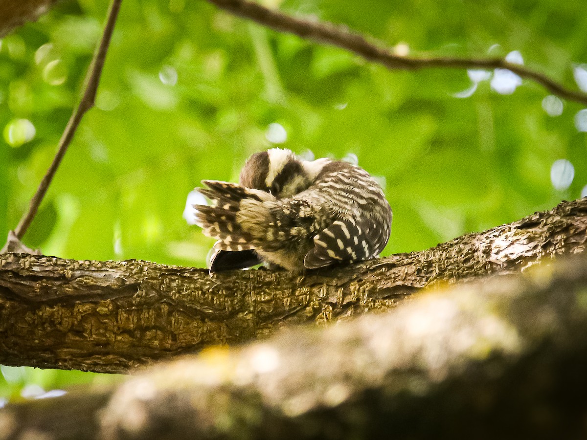 Sunda Pygmy Woodpecker - ML641783520