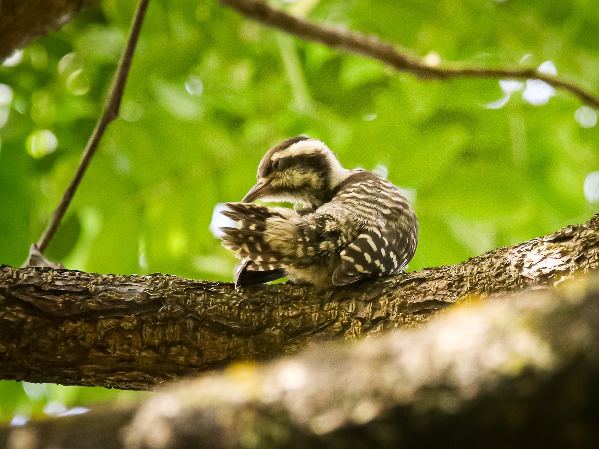 Sunda Pygmy Woodpecker - ML641783521