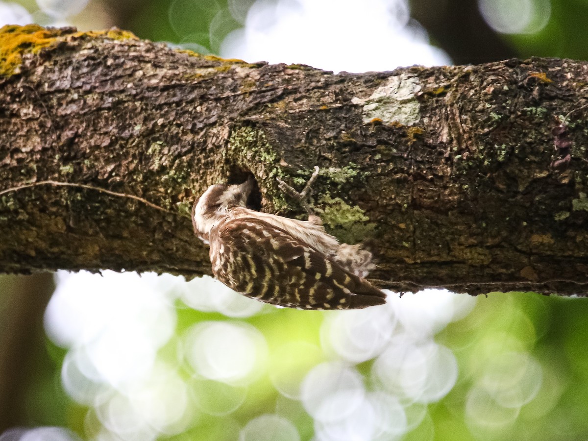 Sunda Pygmy Woodpecker - ML641783522