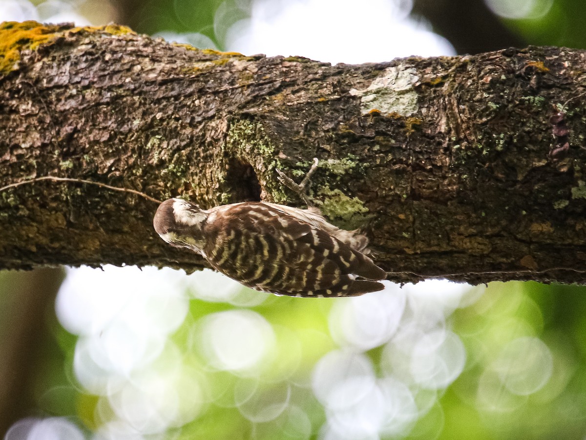 Sunda Pygmy Woodpecker - ML641783524