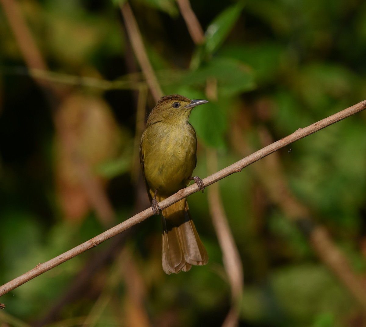 Cachar Bulbul - ML641783529