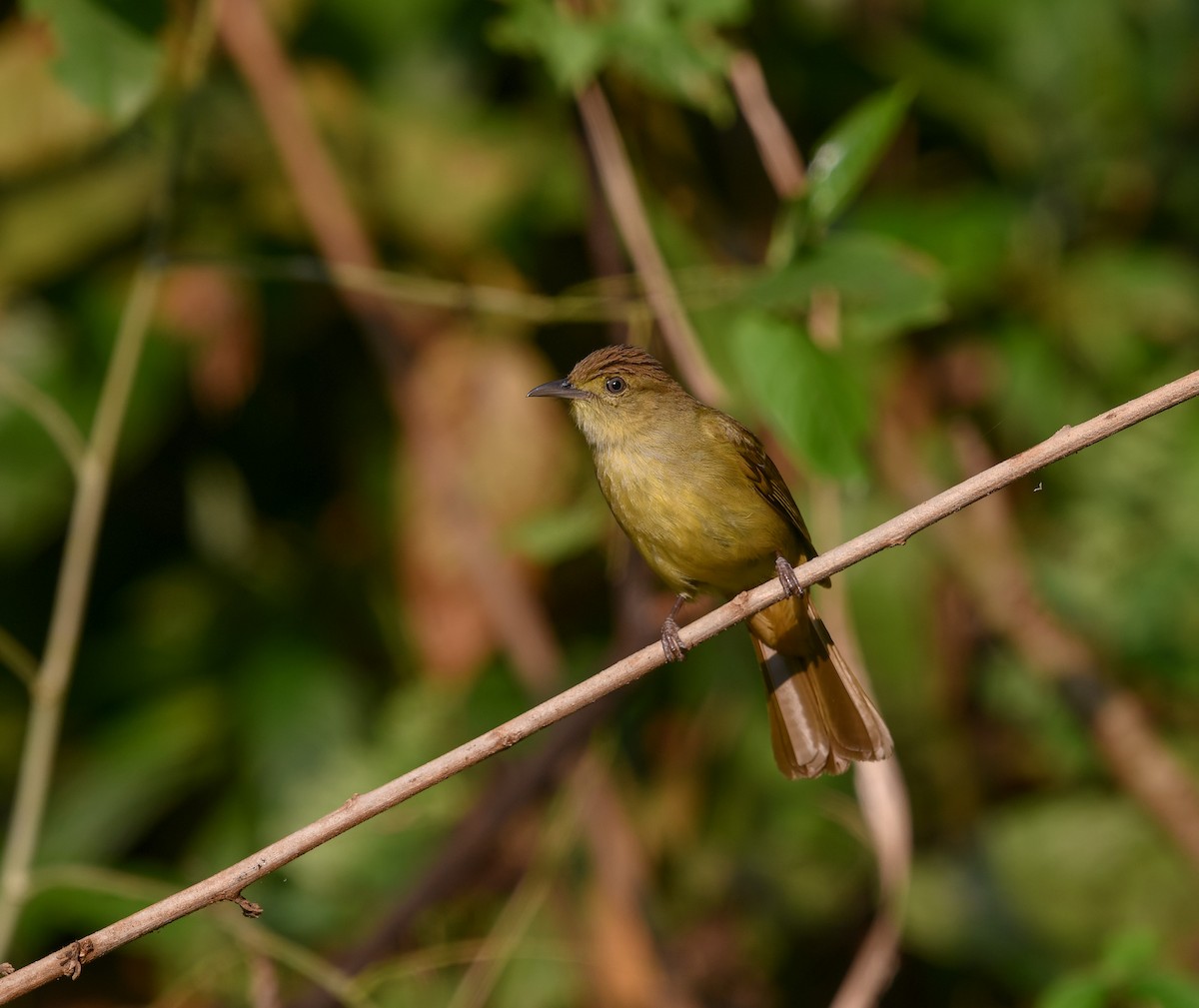 Cachar Bulbul - ML641783530