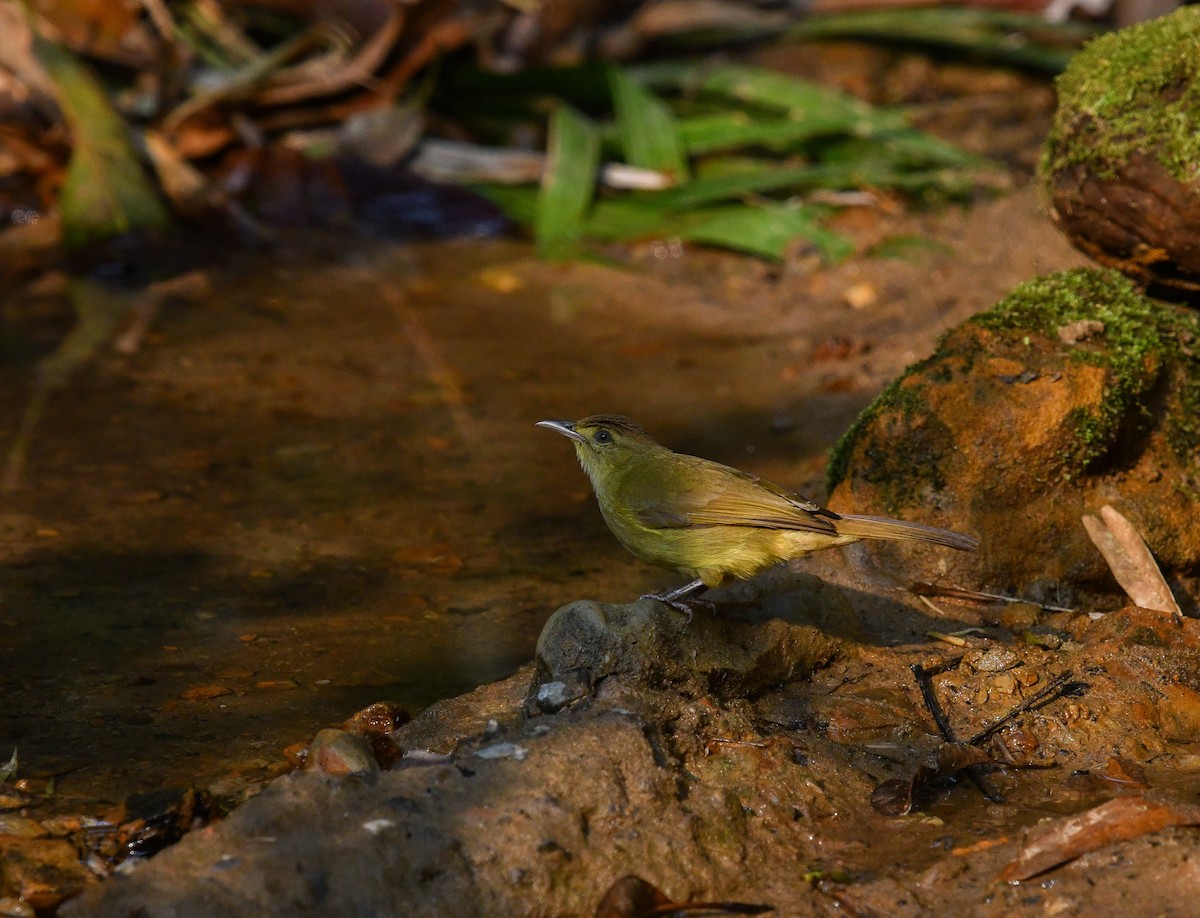 Cachar Bulbul - ML641783531