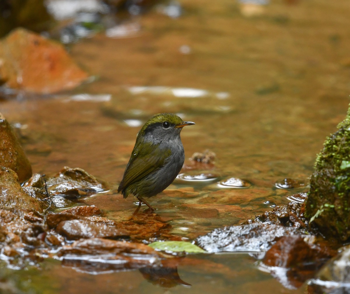 Gray-bellied Tesia - ML641783559