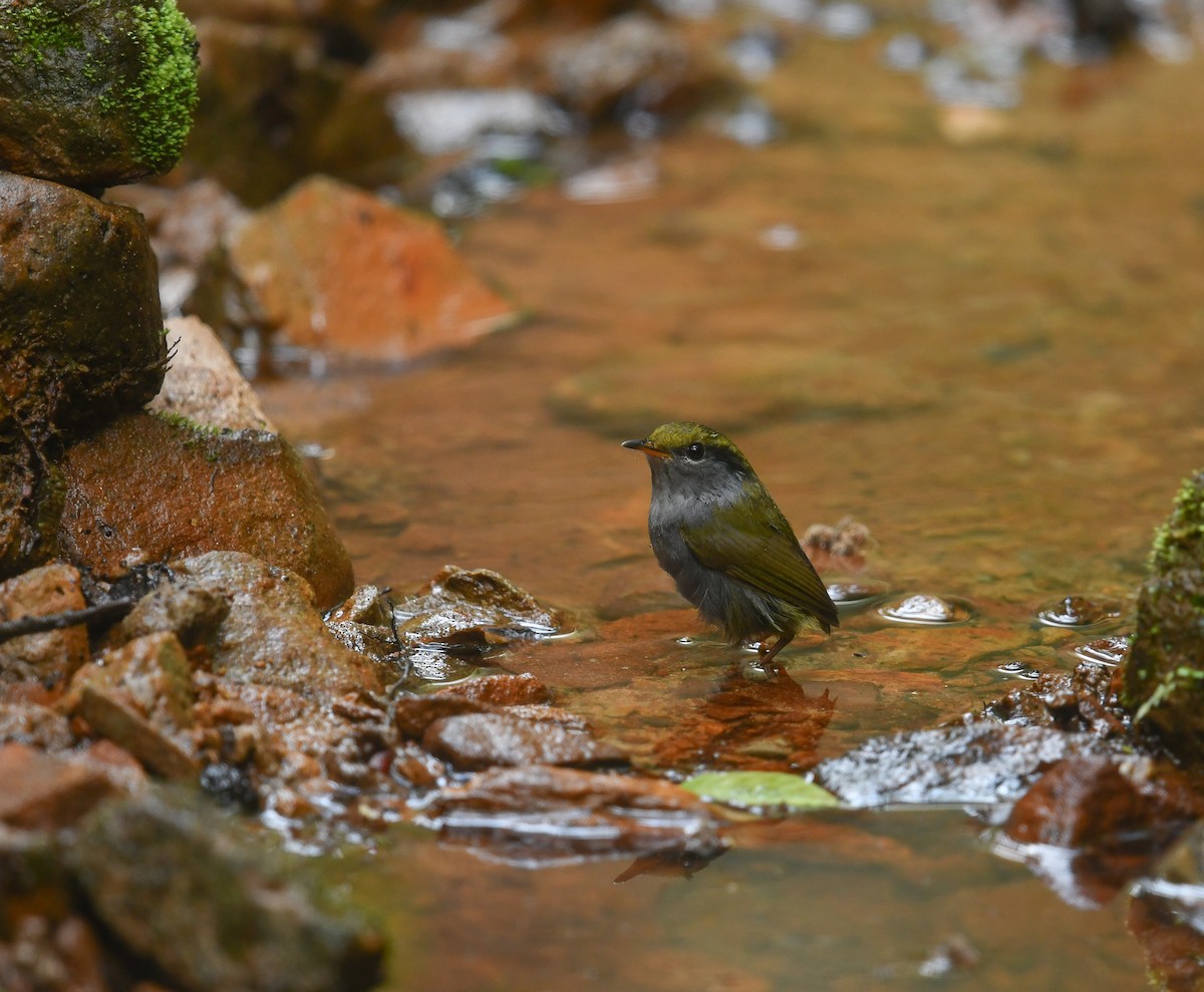 Gray-bellied Tesia - ML641783560