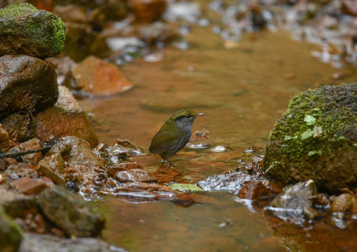 Gray-bellied Tesia - ML641783561