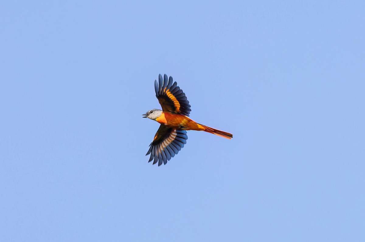 Graukehl-Mennigvogel - ML641783571