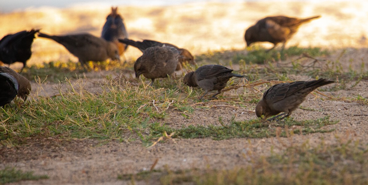 Brown-headed Cowbird - ML641783576