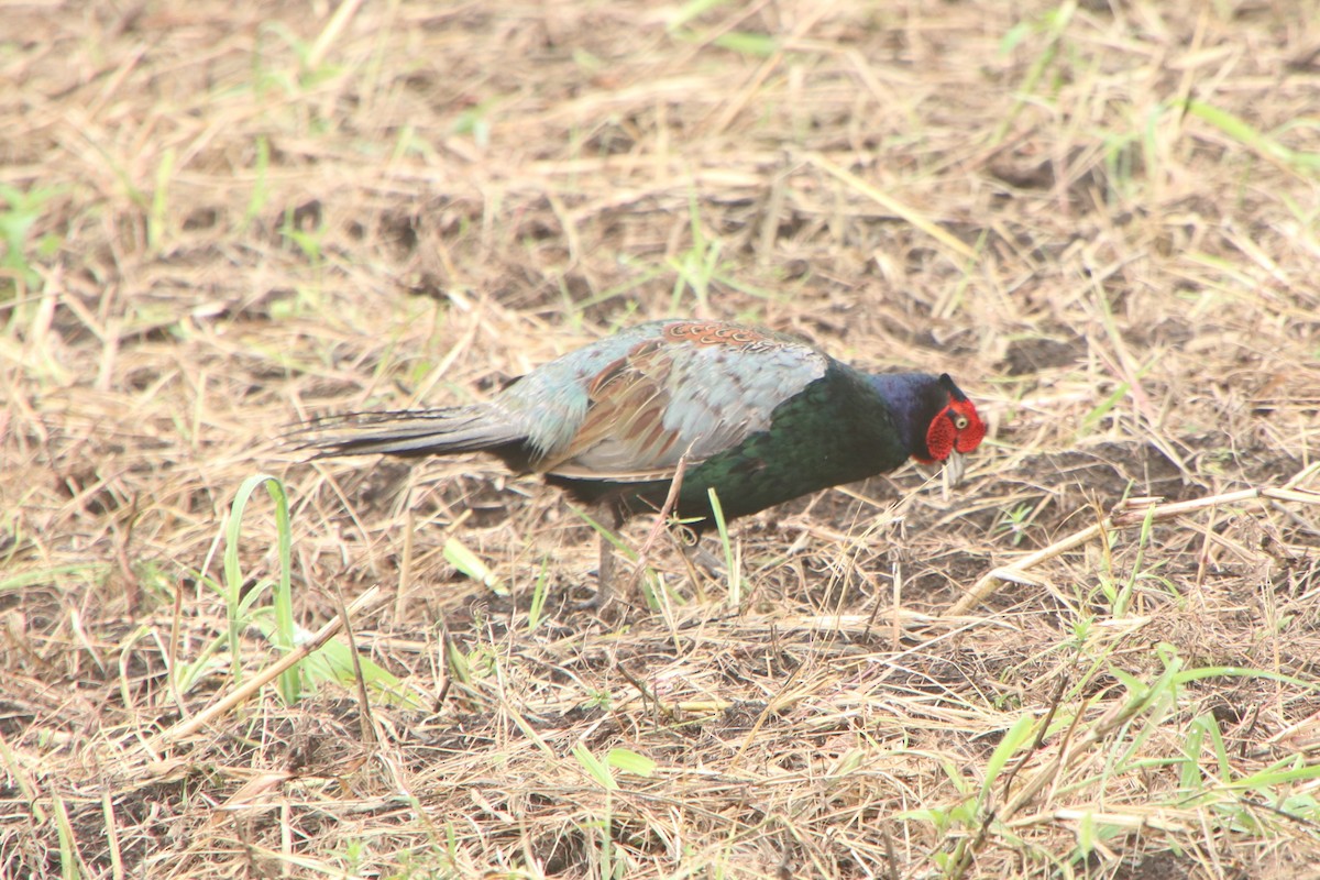 Green Pheasant - ML641783579