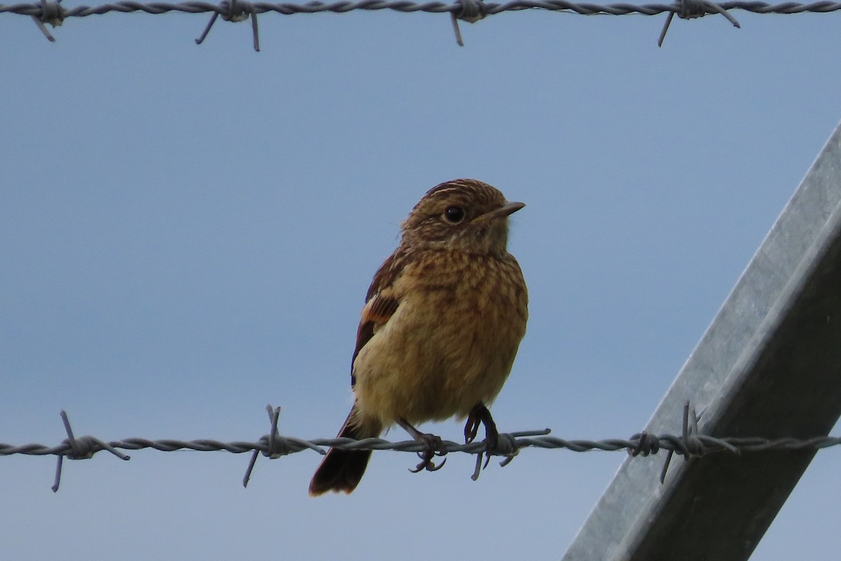 stehlík obecný - ML641783599