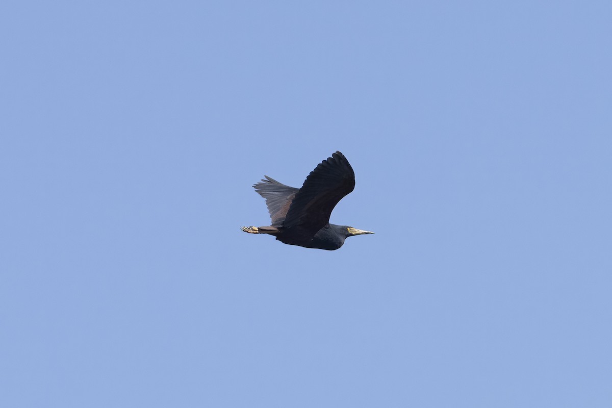 Rufous-bellied Heron - ML641783601