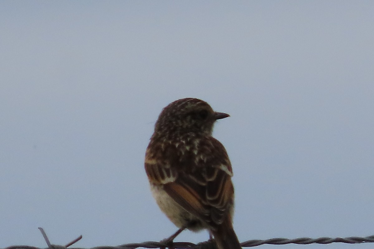 stehlík obecný - ML641783602