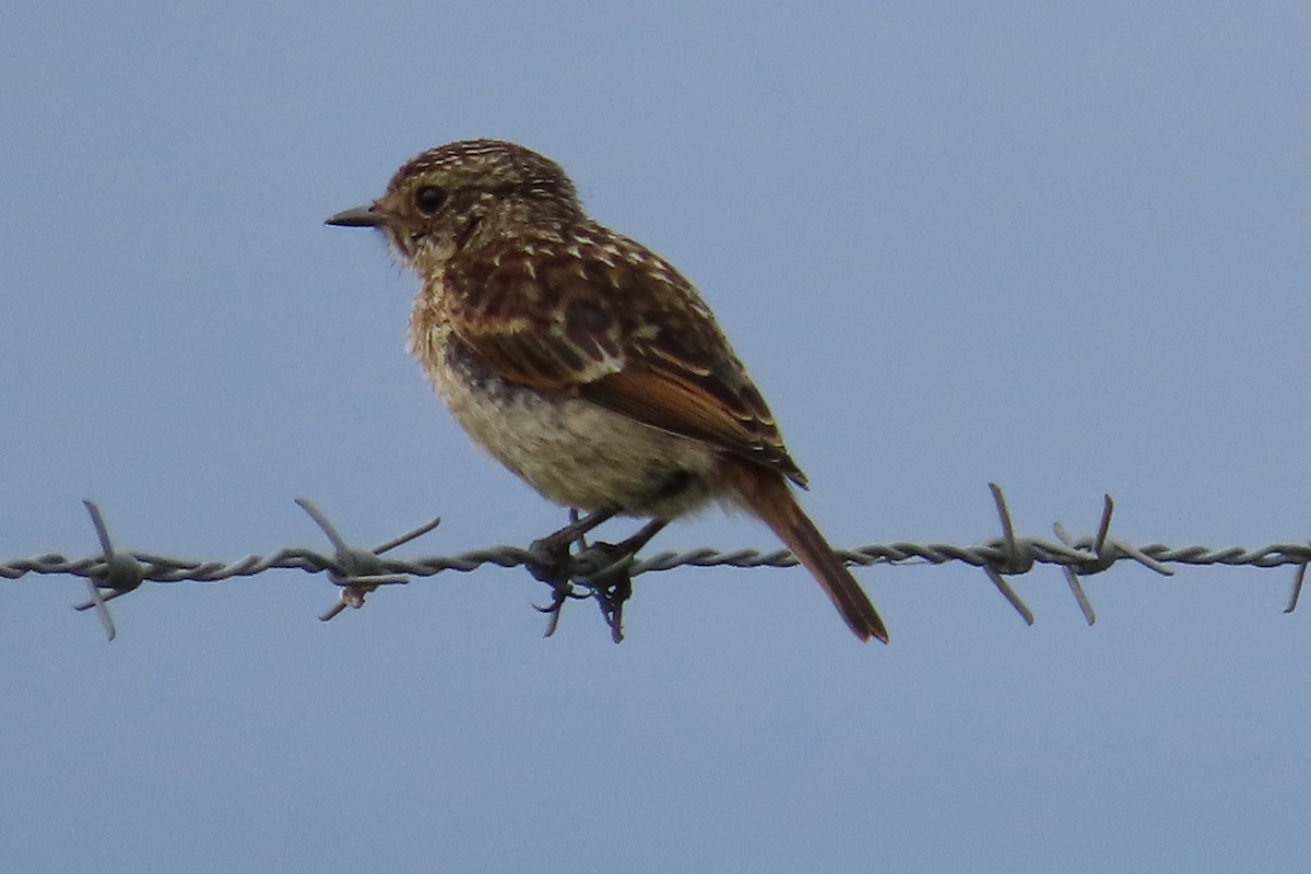 stehlík obecný - ML641783604