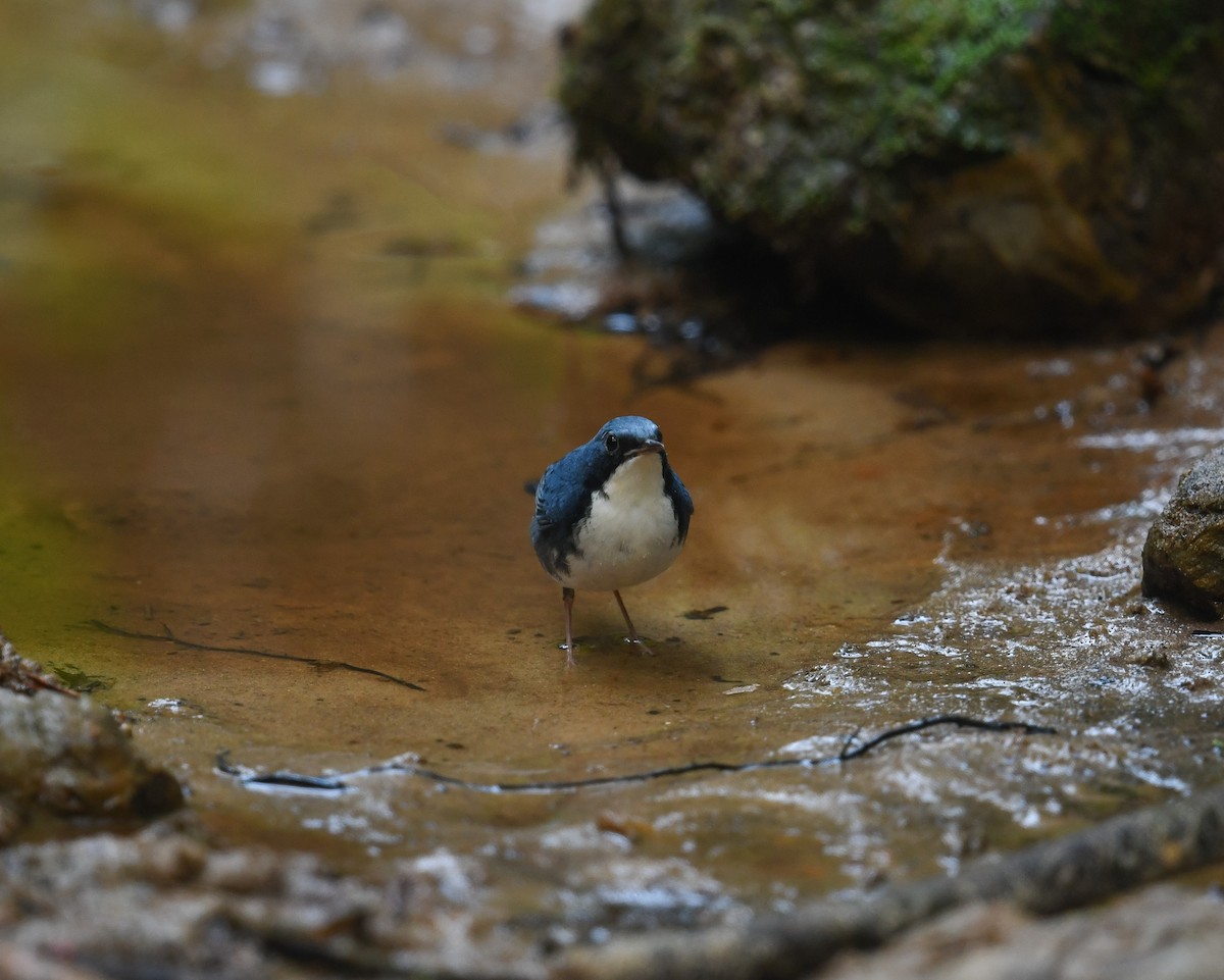 Siberian Blue Robin - ML641783605