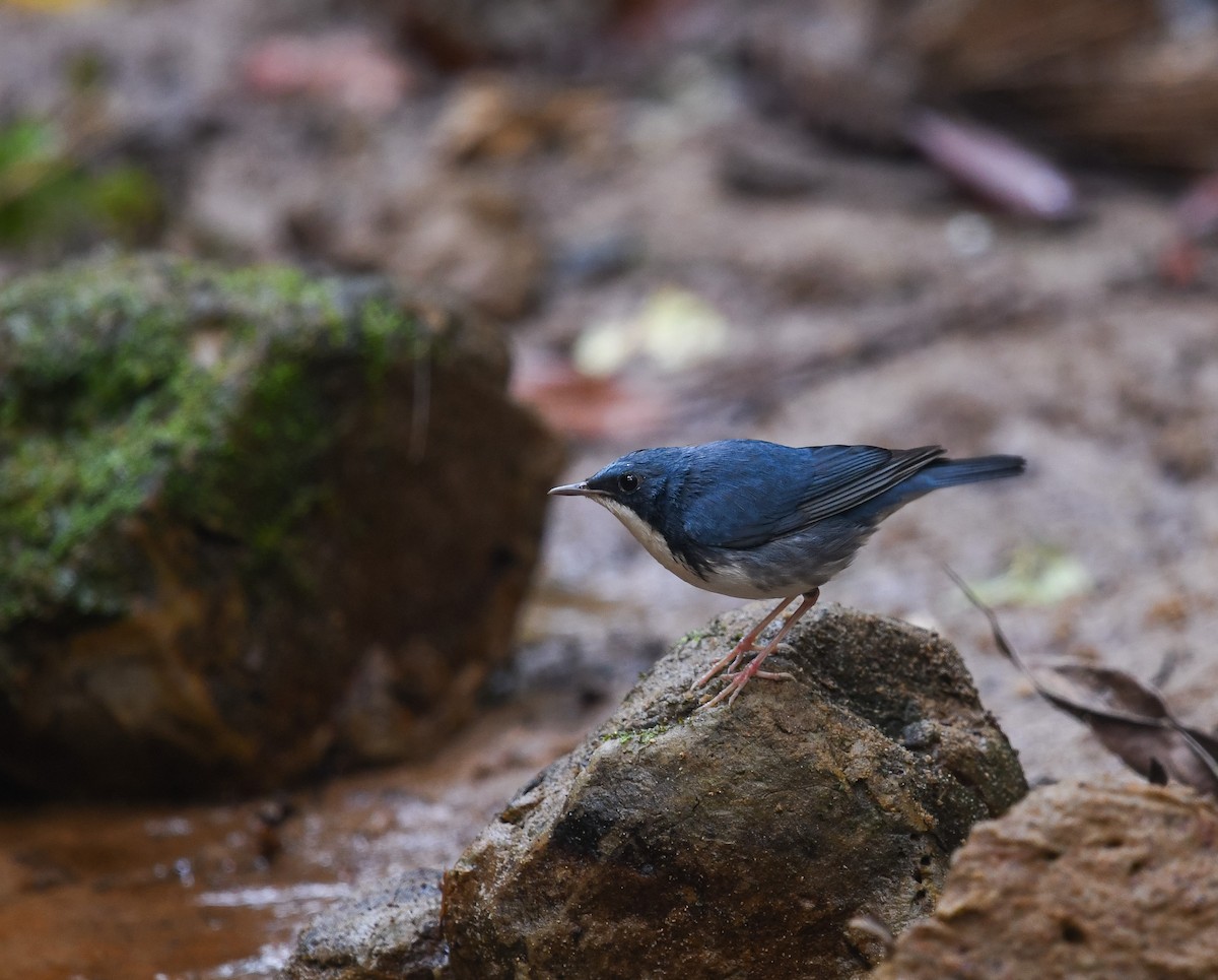 Siberian Blue Robin - ML641783606