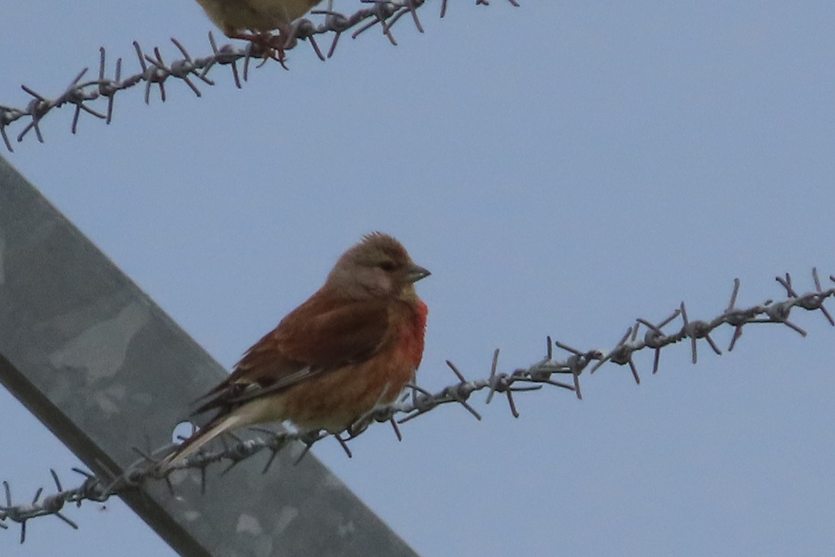 konopka obecná - ML641783614