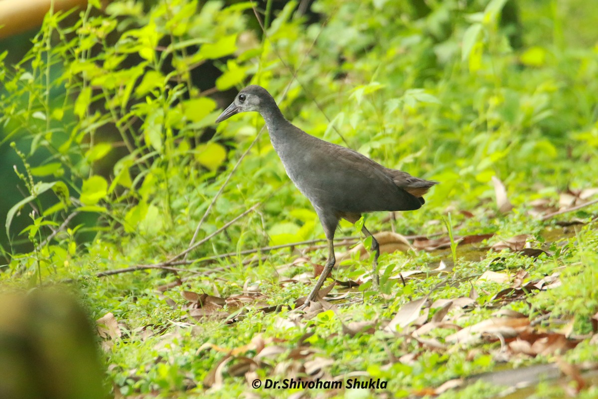 White-breasted Waterhen - ML641783616