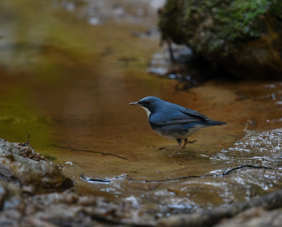 Siberian Blue Robin - ML641783617