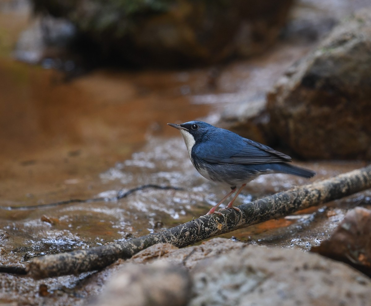 Siberian Blue Robin - ML641783619