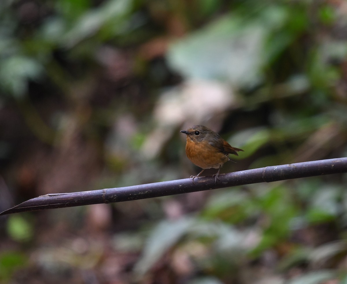 Snowy-browed Flycatcher - ML641783626
