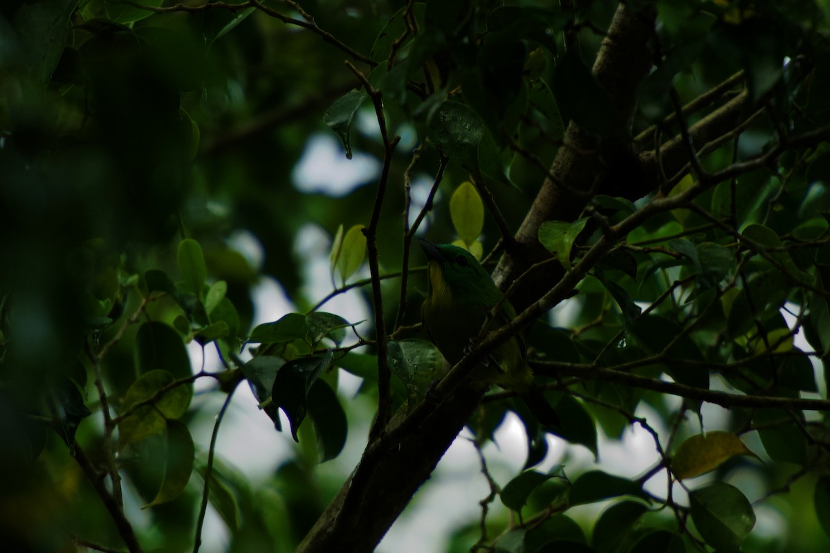 Green Shrike-Vireo - ML641783651
