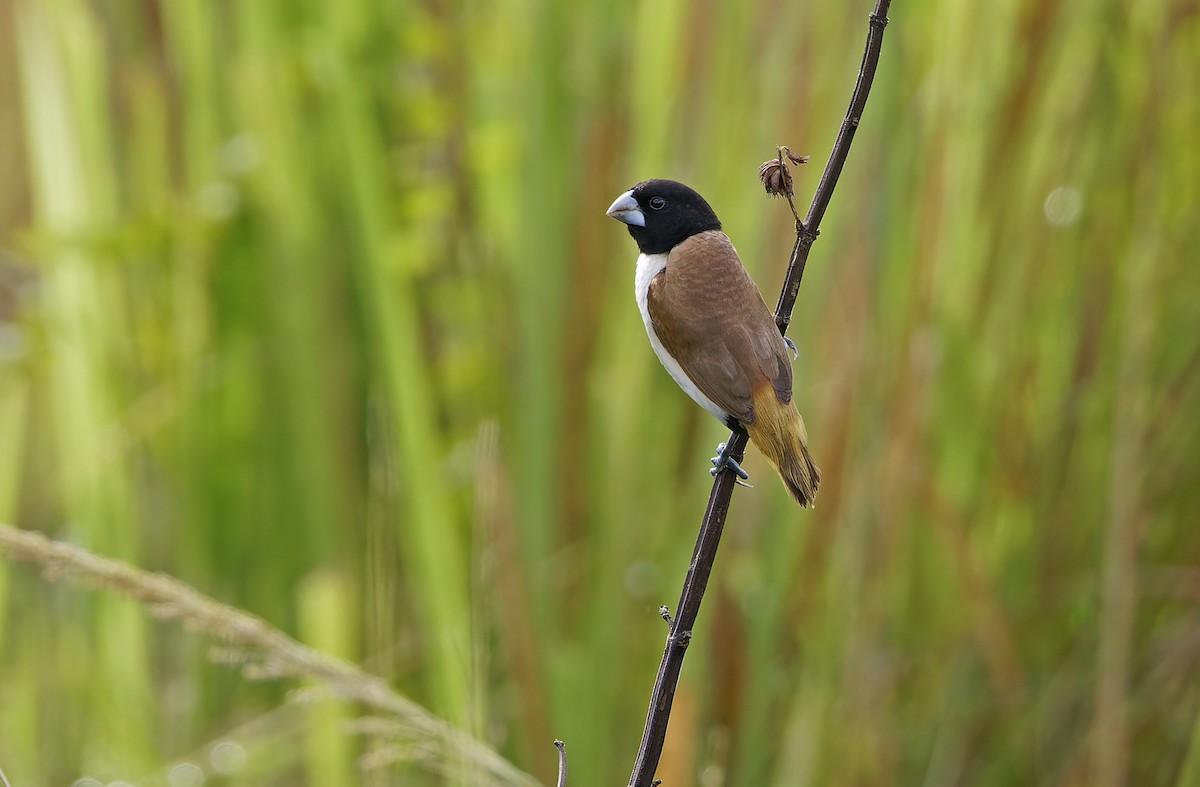 Hooded Munia - ML641783657