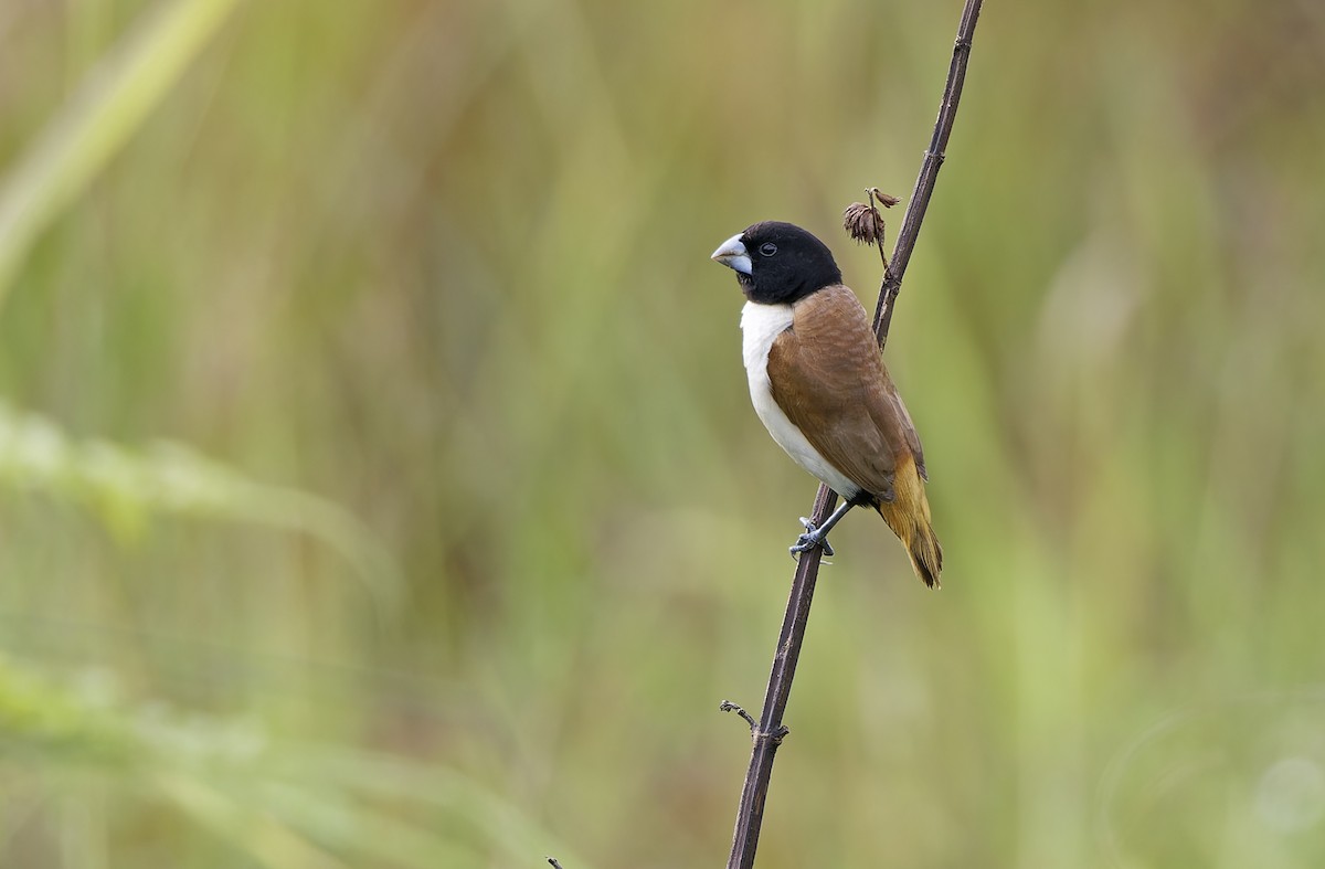 Hooded Munia - ML641783658