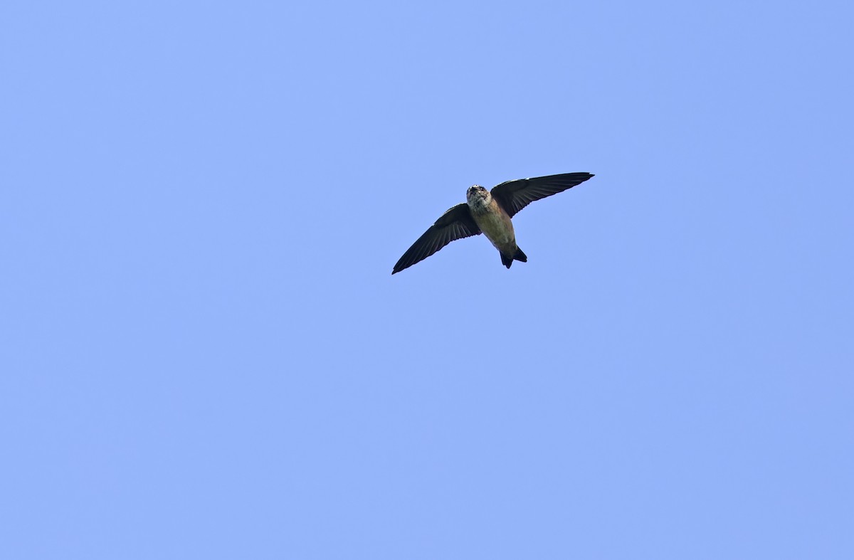 Tree Martin - ML641783659