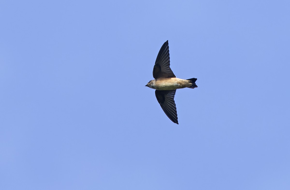 Tree Martin - ML641783660
