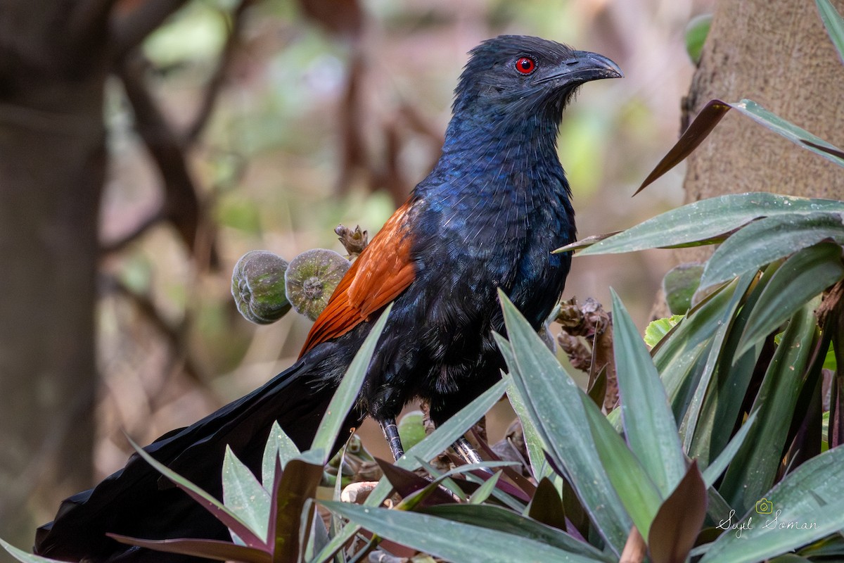 Greater Coucal - ML641783663