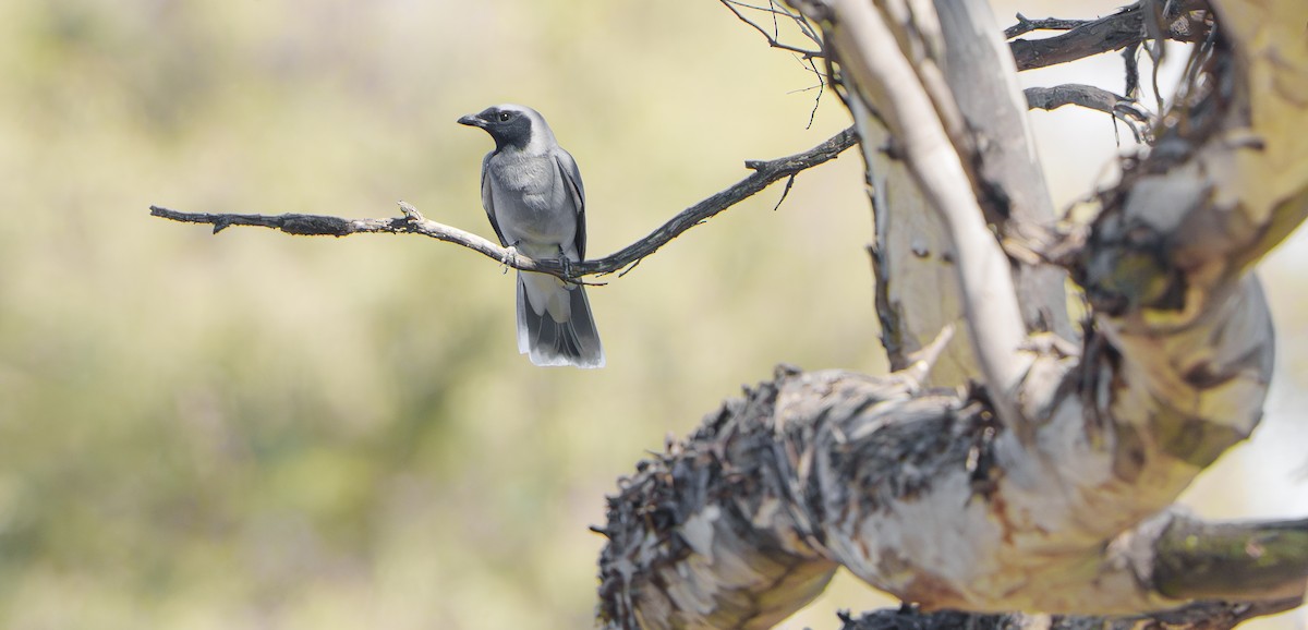 Black-faced Cuckooshrike - ML641783673