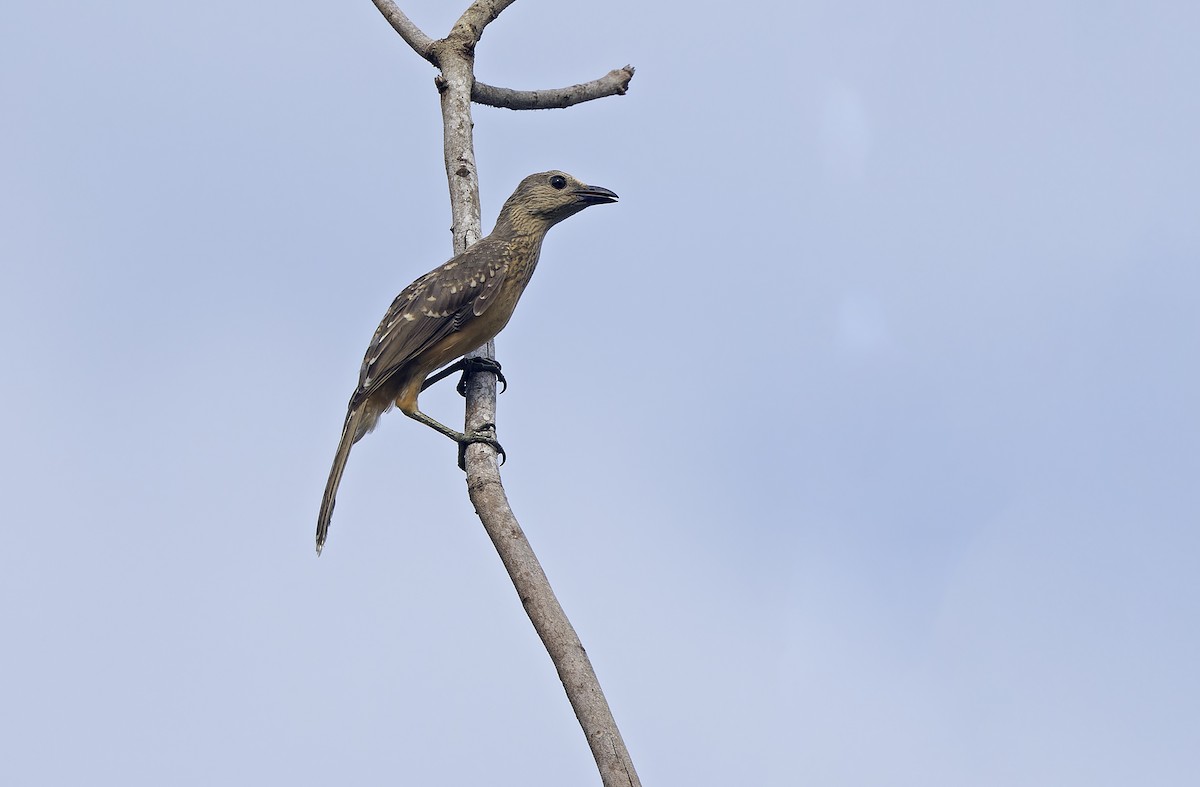 Fawn-breasted Bowerbird - ML641783674
