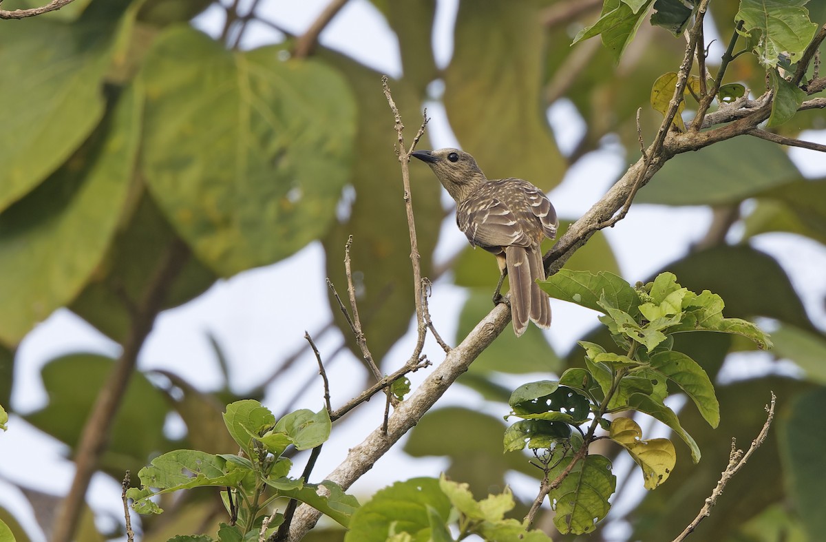 Fawn-breasted Bowerbird - ML641783675