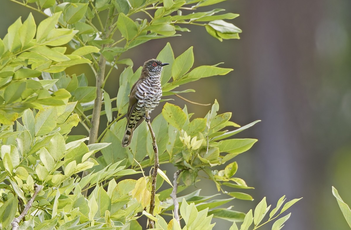 Little Bronze-Cuckoo - ML641783683
