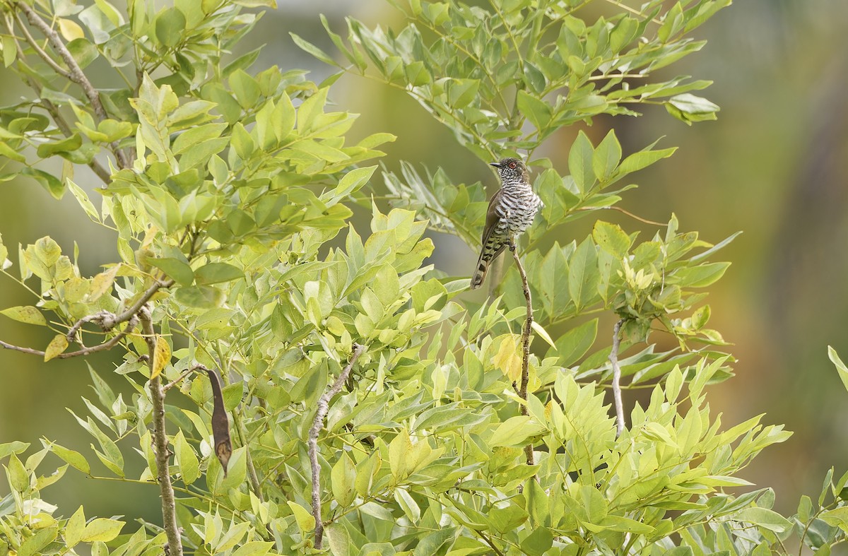 Little Bronze-Cuckoo - ML641783684