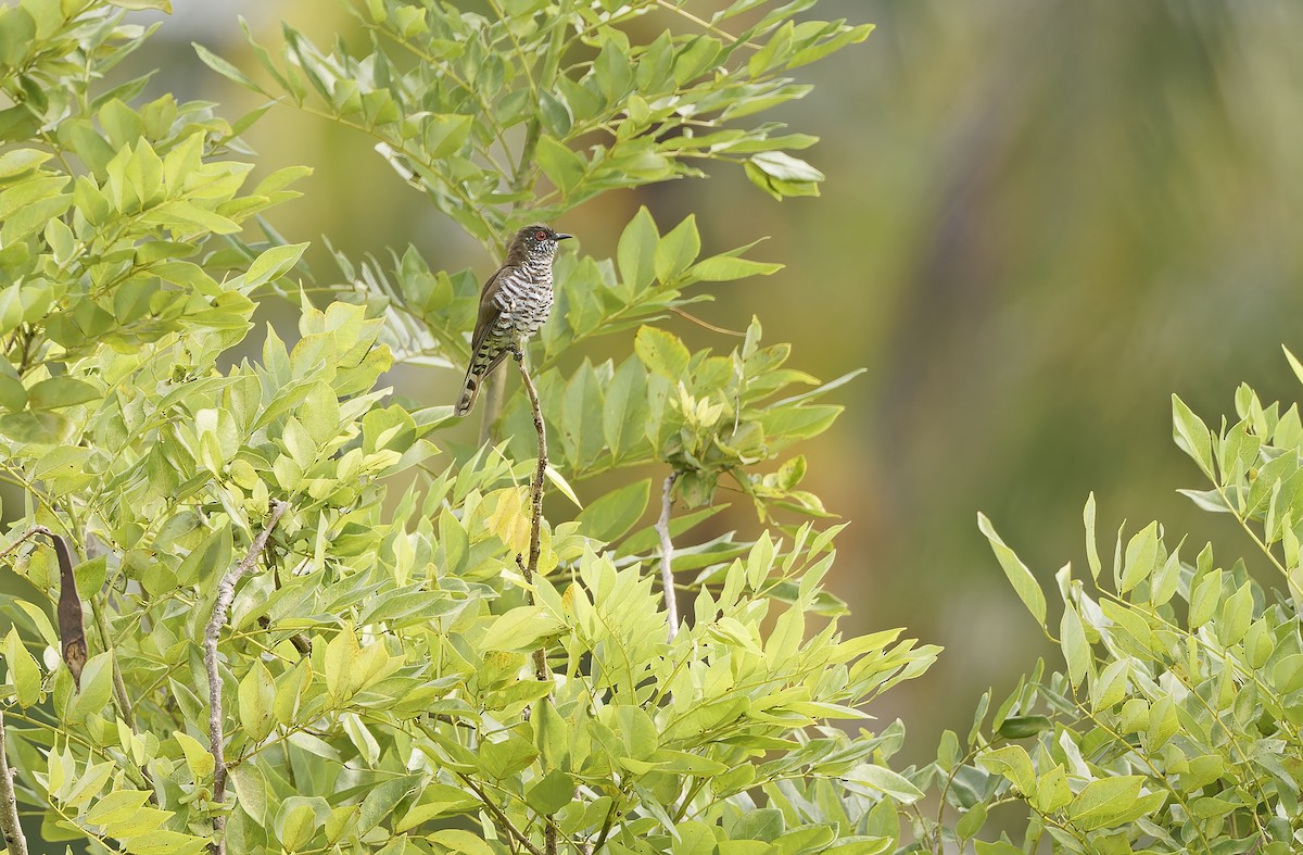 Little Bronze-Cuckoo - ML641783685