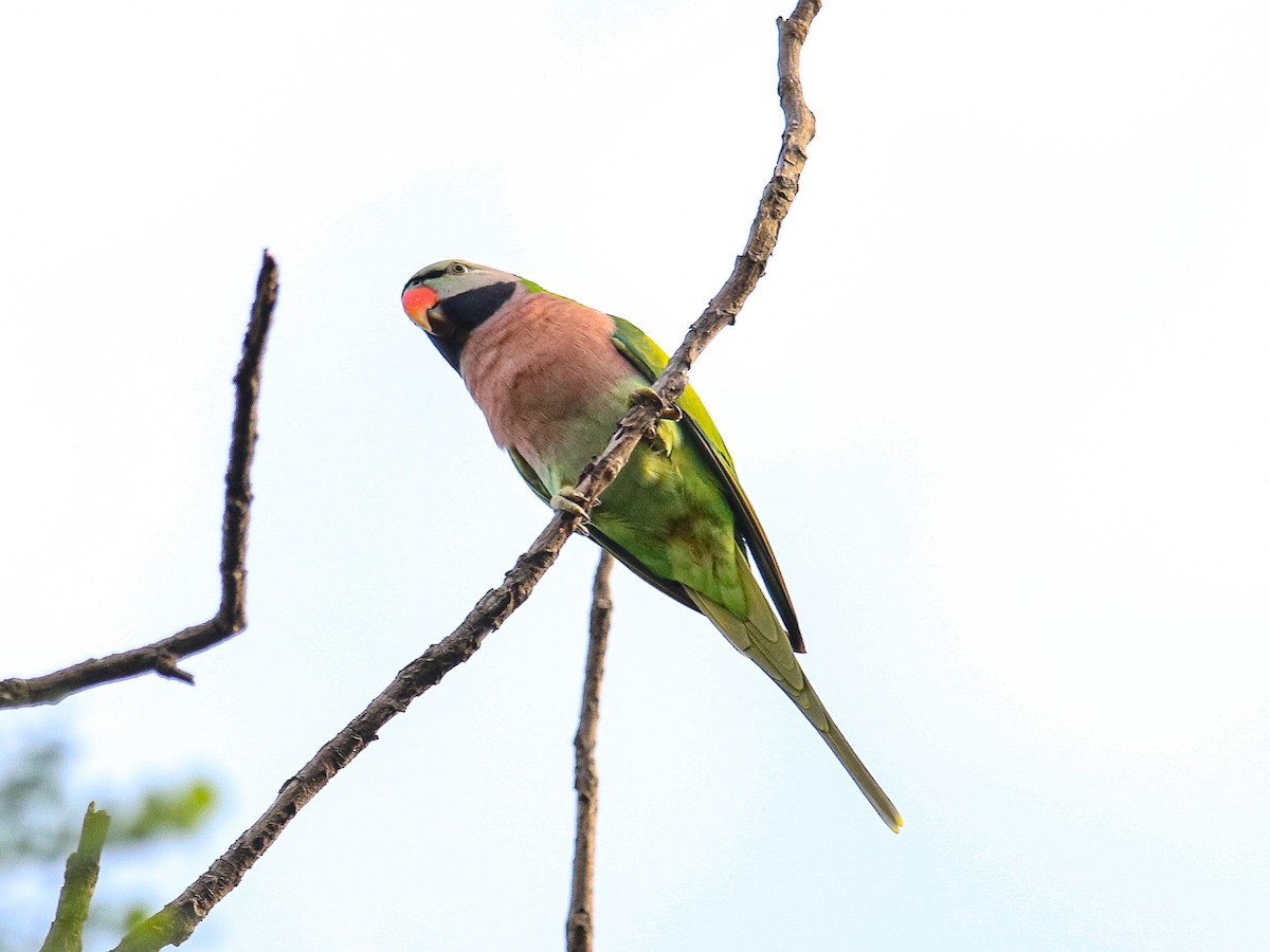 Red-breasted Parakeet - ML641783694