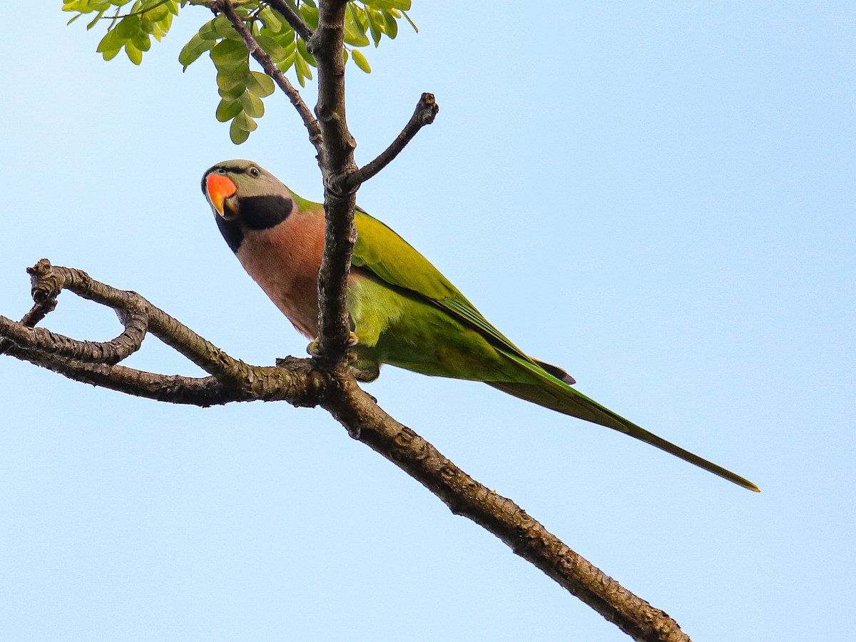 Red-breasted Parakeet - ML641783695