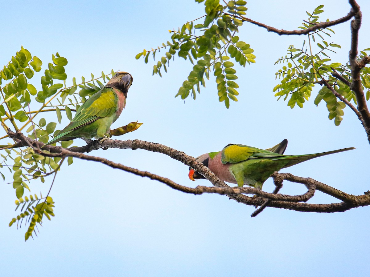 Red-breasted Parakeet - ML641783696