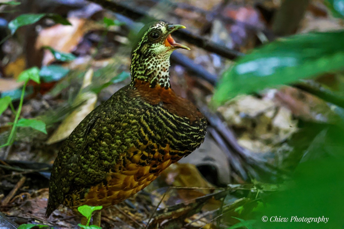 Sabah Partridge - ML641783704