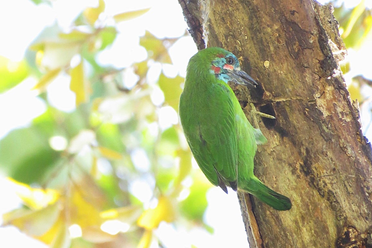 Blue-eared Barbet - ML641783723