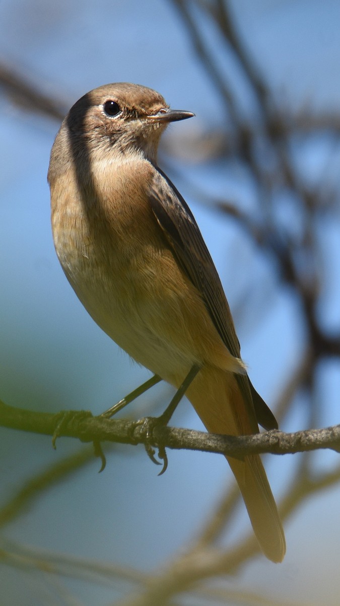 Buztangorri argia - ML641783725