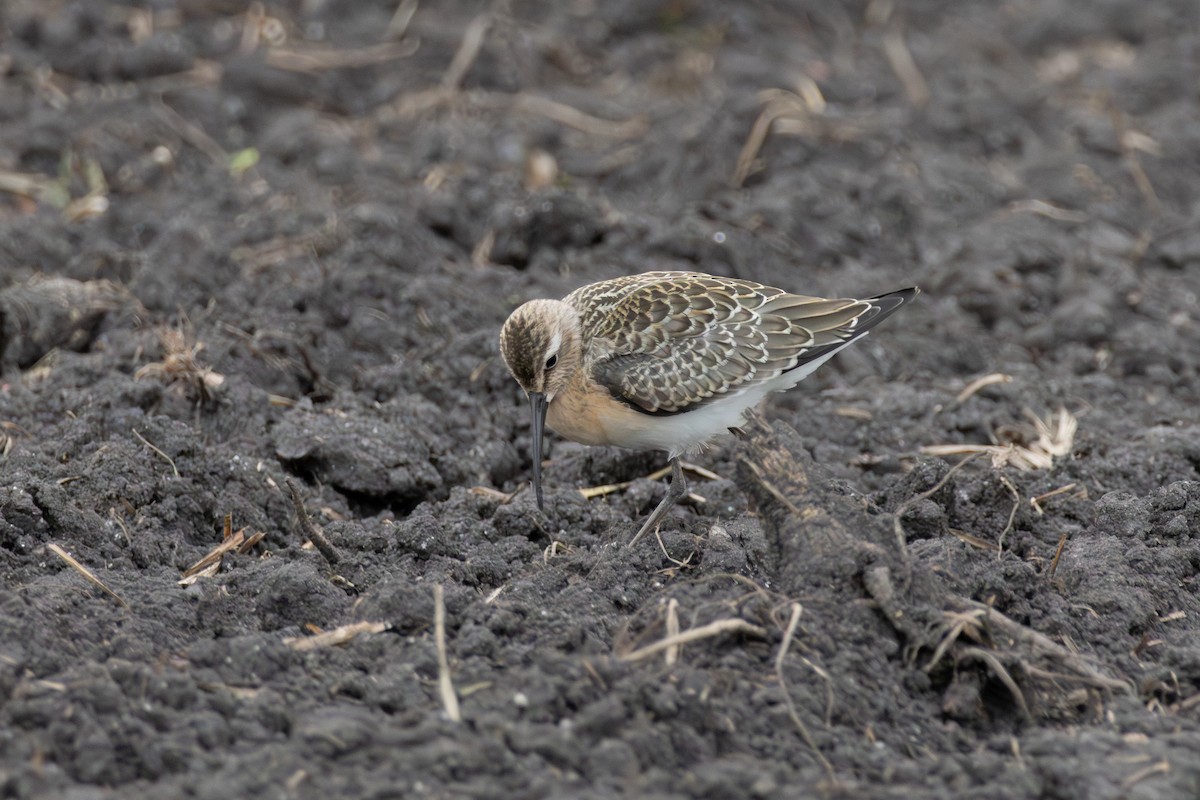 Curlew Sandpiper - ML641783730