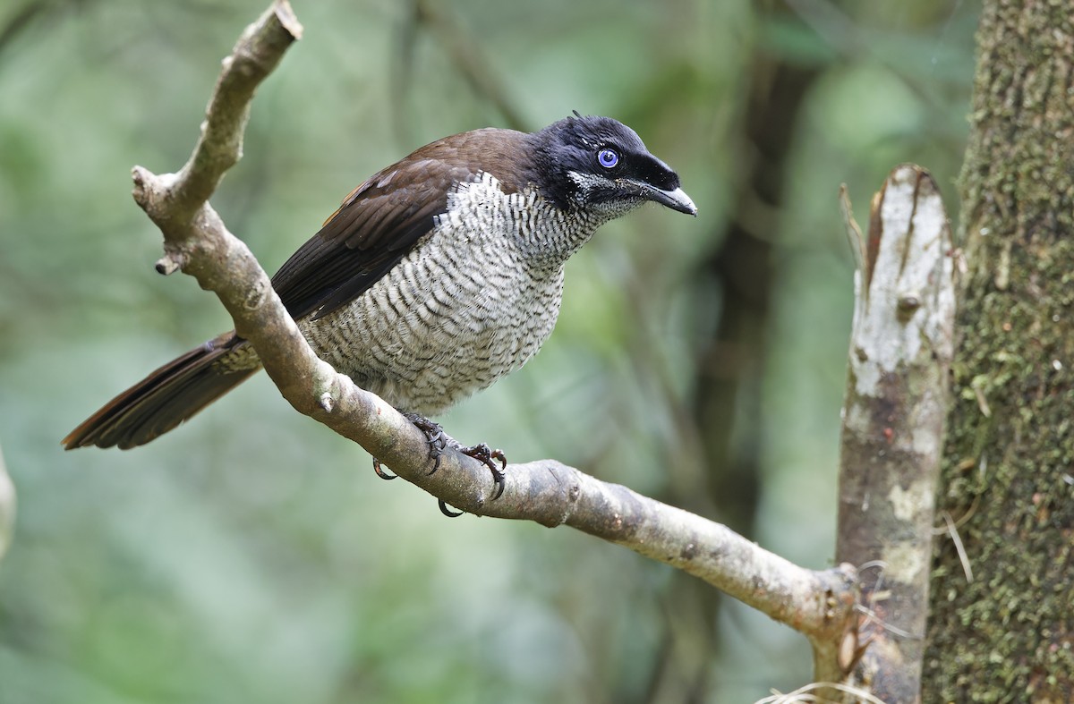 Western Parotia - ML641783738