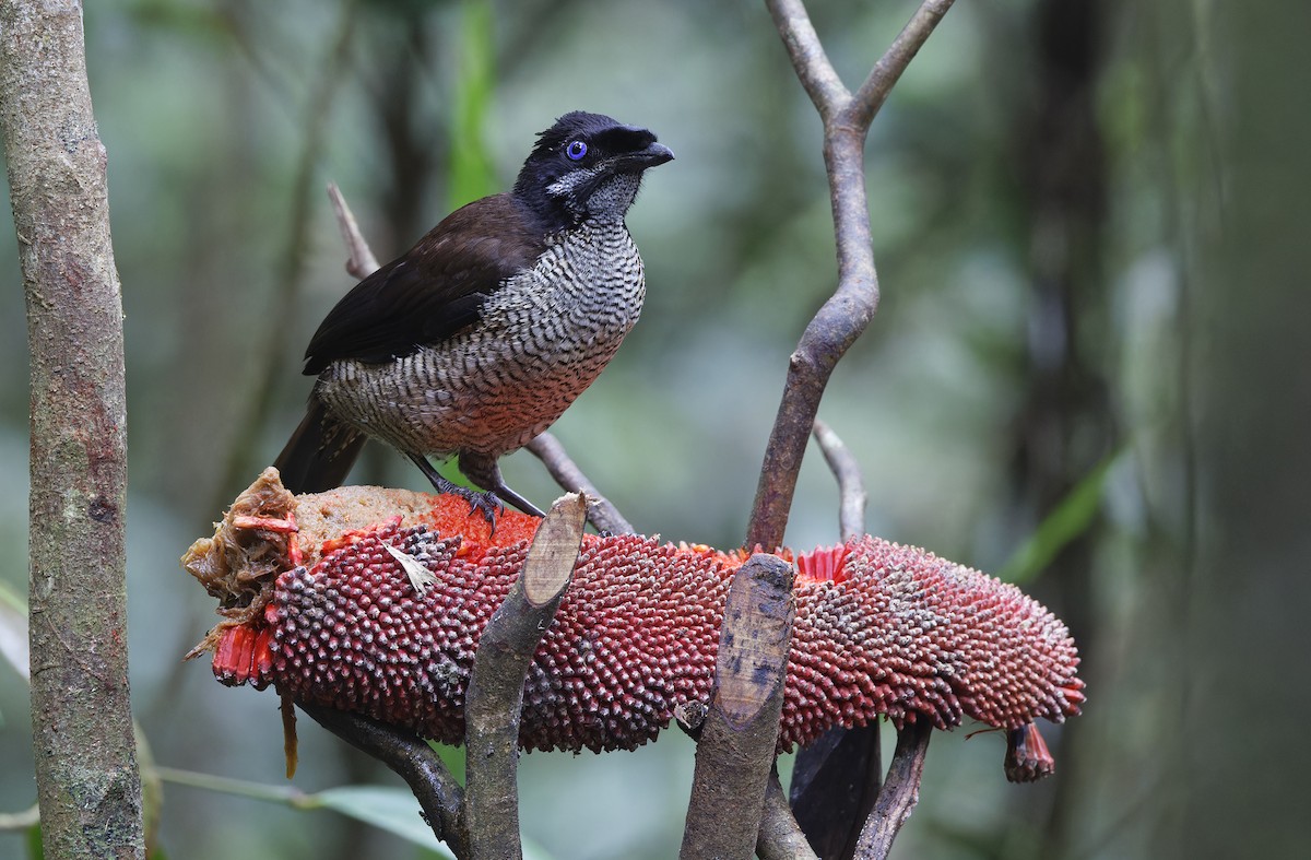 Western Parotia - ML641783739