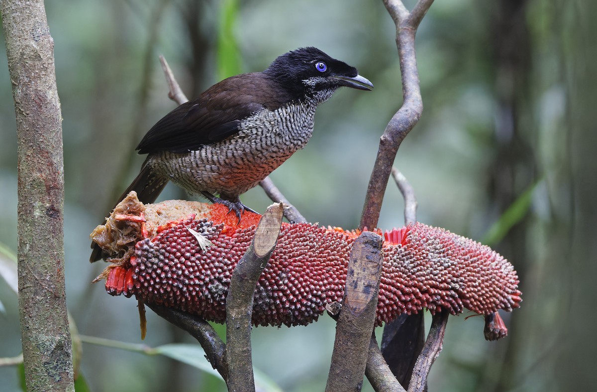 Western Parotia - ML641783740